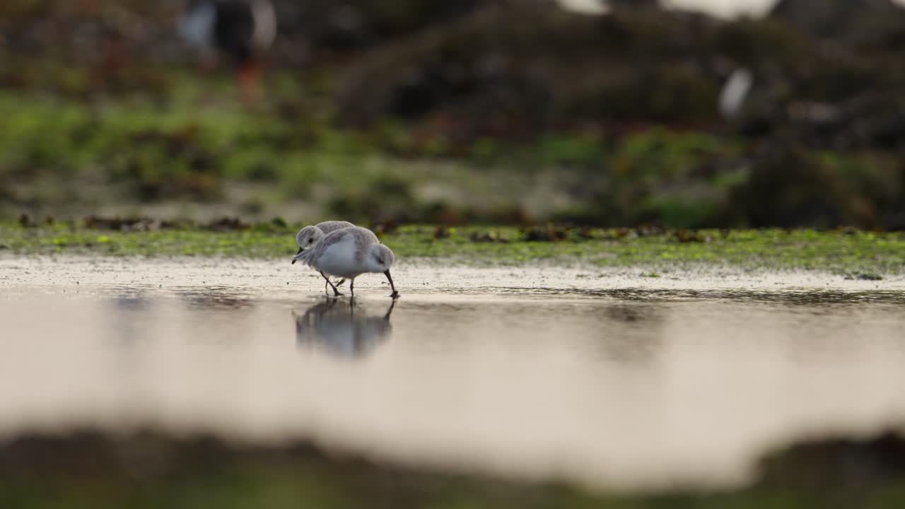 Pair of Sanderlings foraging in shallows of wetland mud flats, low angle tele