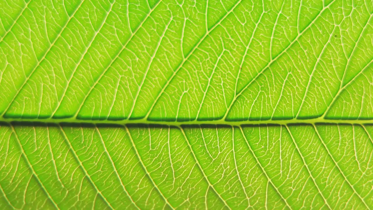 macro de una hoja de guayaba que muestra venas detalladas que soplan contra el viento