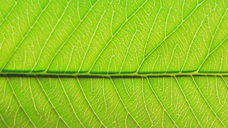 macro de una hoja de guayaba que muestra venas detalladas que soplan contra el viento
