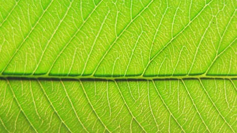 macro de una hoja de guayaba que muestra venas detalladas que soplan contra el viento