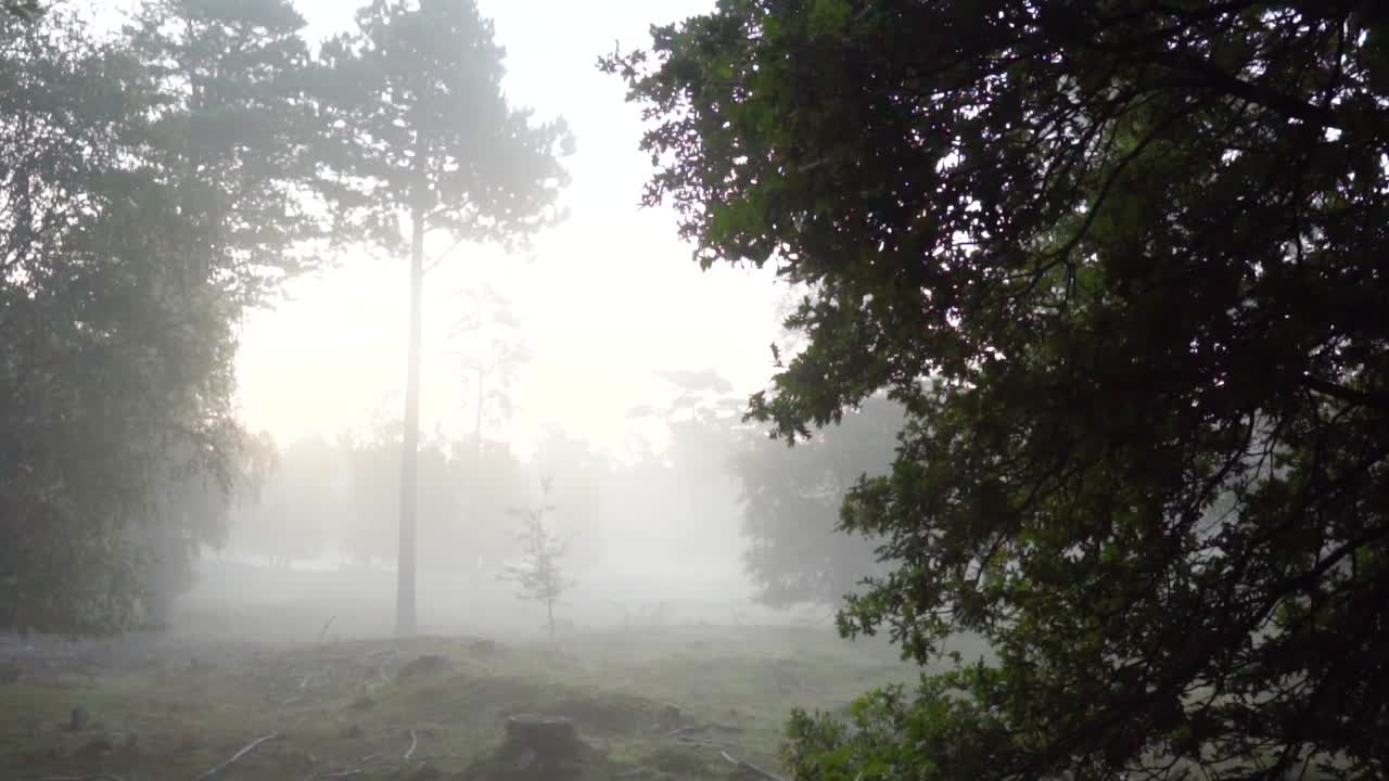 안개 숲의 해가 뜨는 것