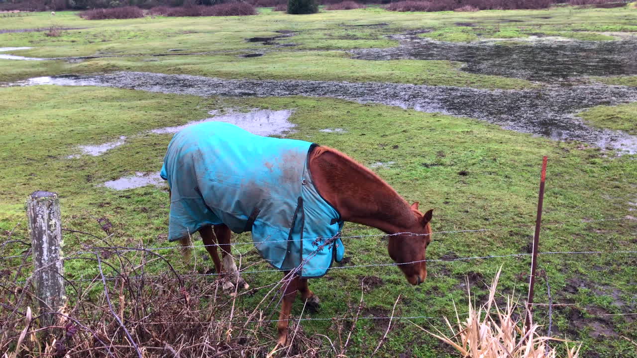 caballos amigables pastando en un pasto, usando pesadas mantas de invierno para mantenerse calientes