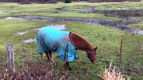 Friendly-horses-grazing-on-a-pasture,-wearing-heavy-winter-blankets-to-stay-warm