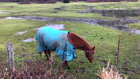 Caballos-Amigables-Pastando-En-Un-Pasto,-Usando-Pesadas-Mantas-De-Invierno-Para-Mantenerse-Calientes