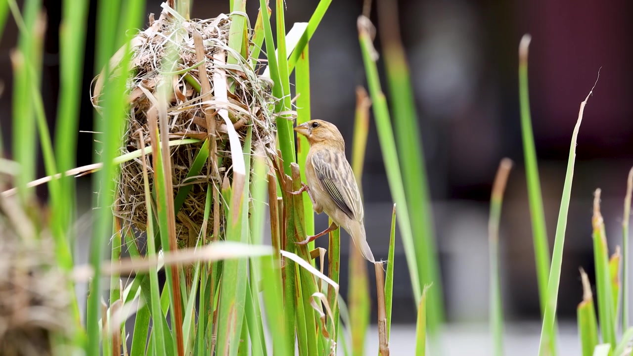 Asian baya weaver bird perches on green reeds beside its woven nest in bright daylight.