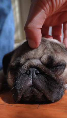 el pug está siendo acariciado.