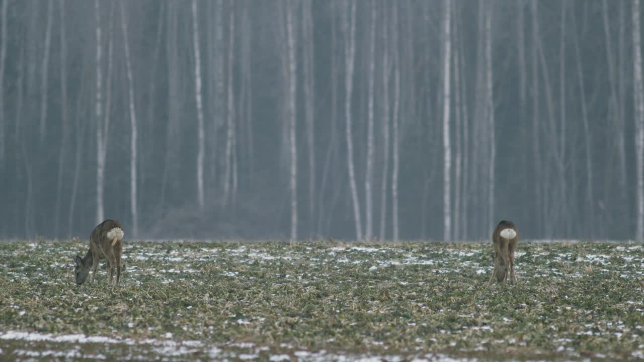 bandada de corzos europeos comiendo en el campo de raps de violación al atardecer