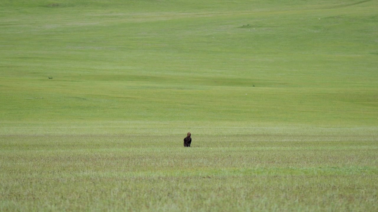 Un'aquila solitaria in un vasto prato verde