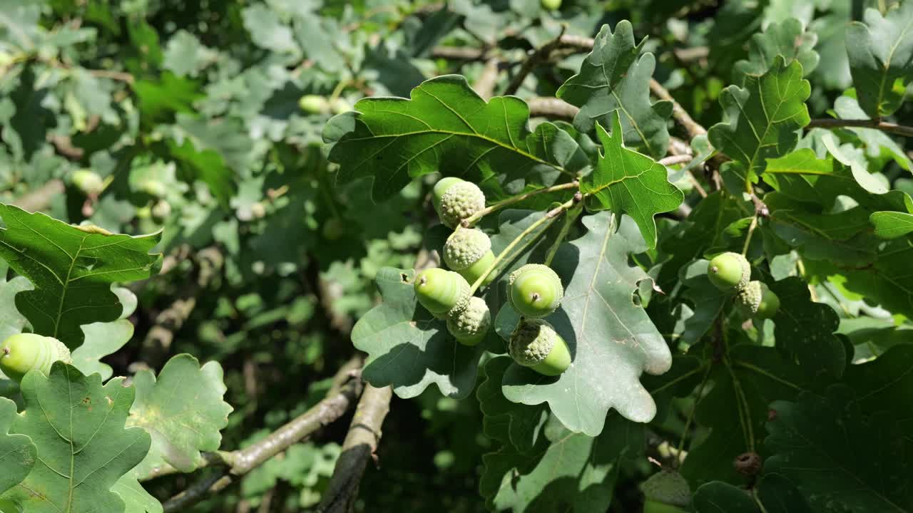오크 나무 에 있는 아코른, 초여름 에 있는 초록색 과일