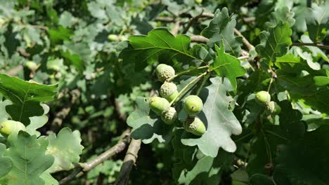 bellotas en el roble, frutas verdes a principios del verano