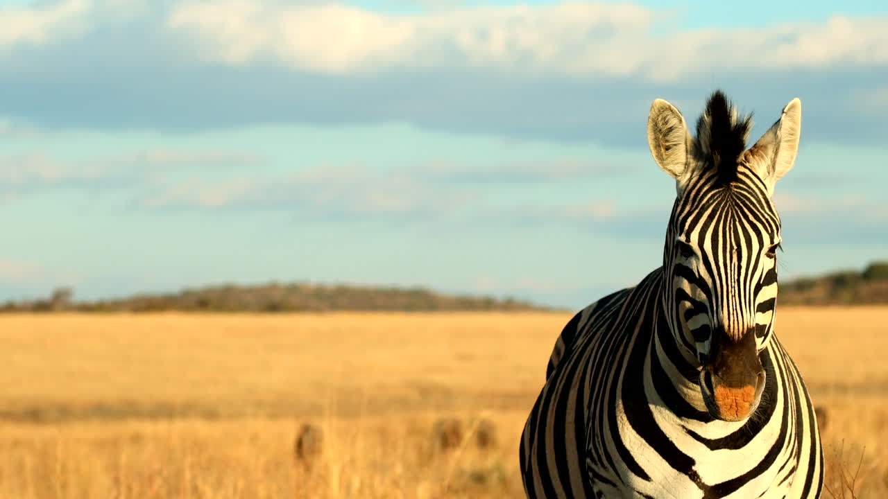 Vista frontale di una zebra di Burchell che riposa in una pianura di erba dorata, con spazio per il testo a sinistra.