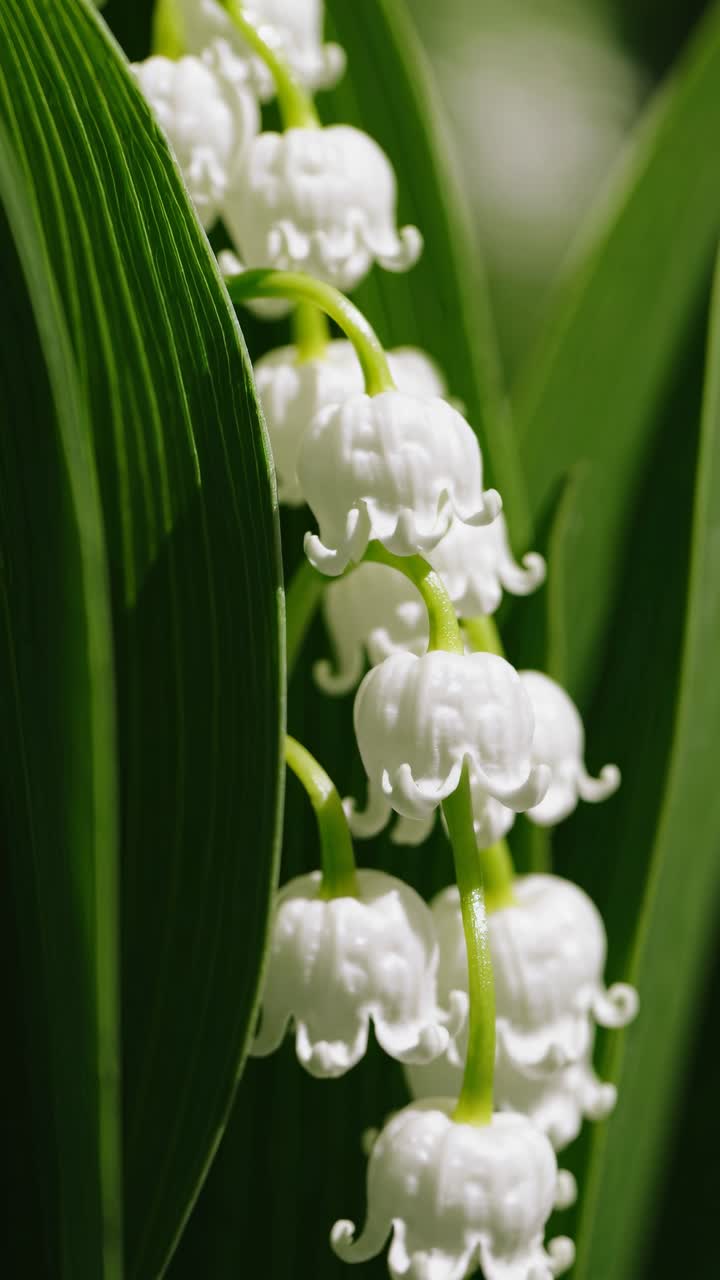 Nærbillede video engel af liljekonval blomster med blødt fokus