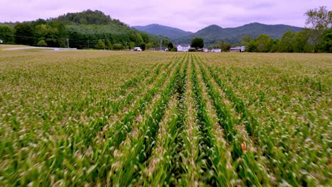 Antena-Rápida-Sobre-El-Campo-De-Maíz-Hacia-Una-Granja-En-Los-Apalaches