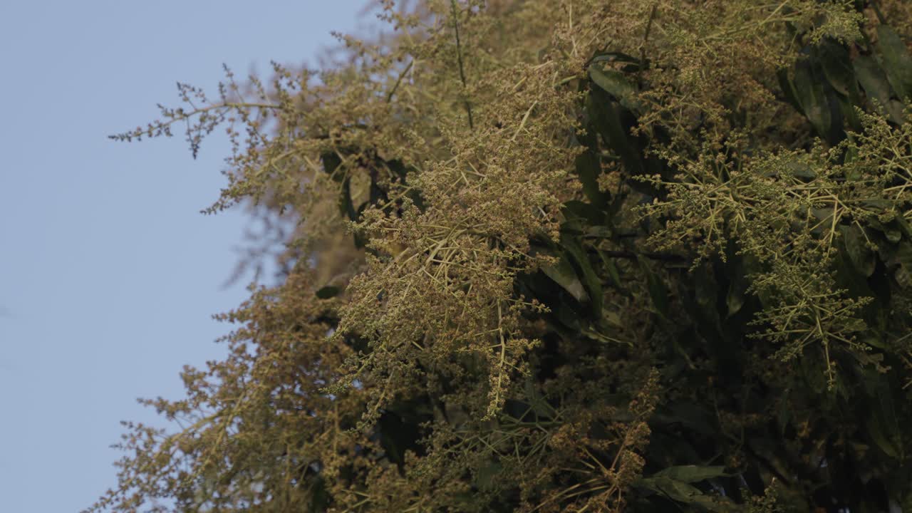 L'albero di mango è fiorito. E gli uccelli stanno raccogliendo il nettare da esso