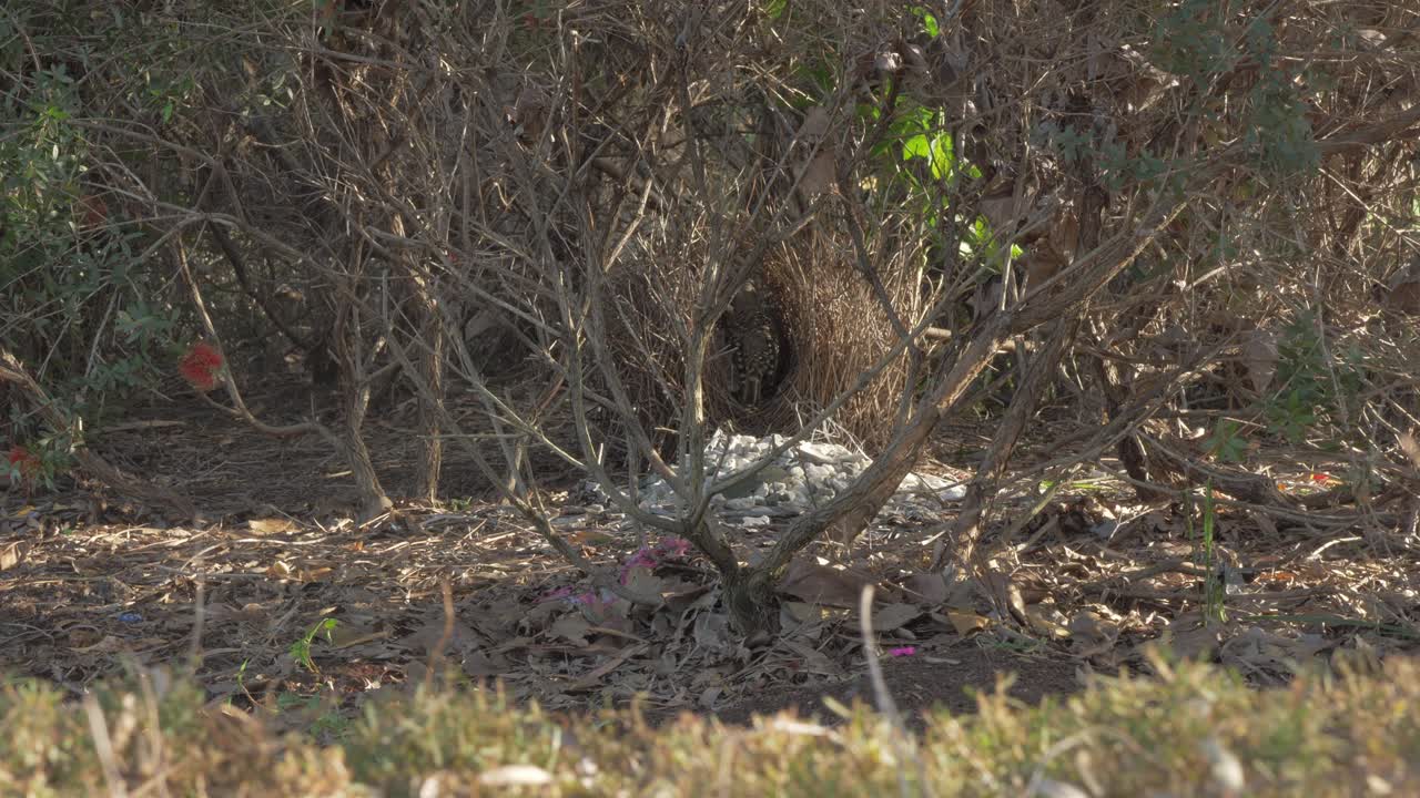 gran pájaro jardinero en su nido con rocas blancas