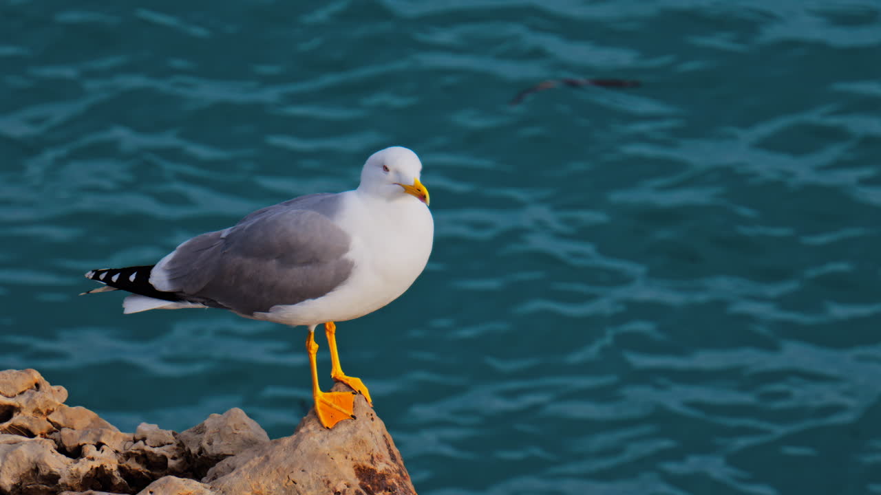 Nahaufnahme einer Möwe, die auf Felsen am Ufer steht
