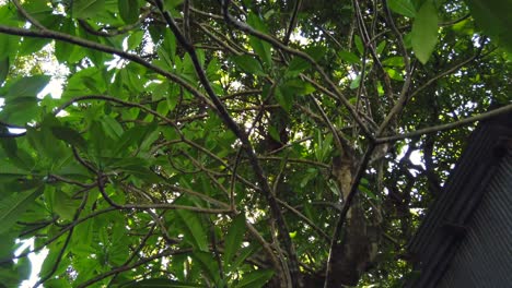 ver moviéndose bajo el bosque de árboles en el día de verano con sol a través del bosque de árboles en video de 4k uhd corto