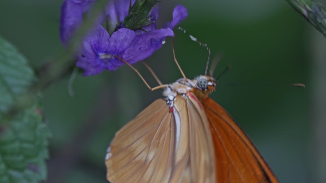 A macro close-up captures an orange butterfly, a Julia Heliconia on vibrant purple flowers