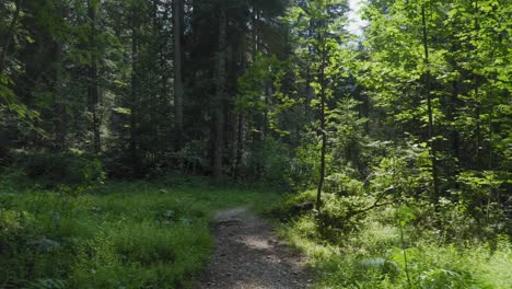 Spaziergang-Durch-Laubwald-In-Norditalien