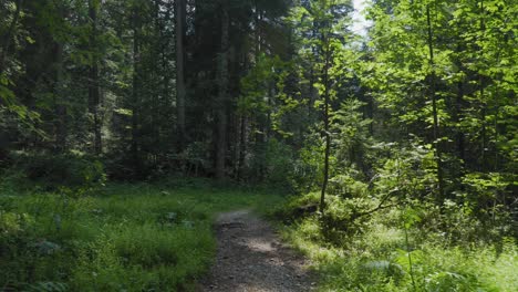 walk along deciduous forest in northern italy