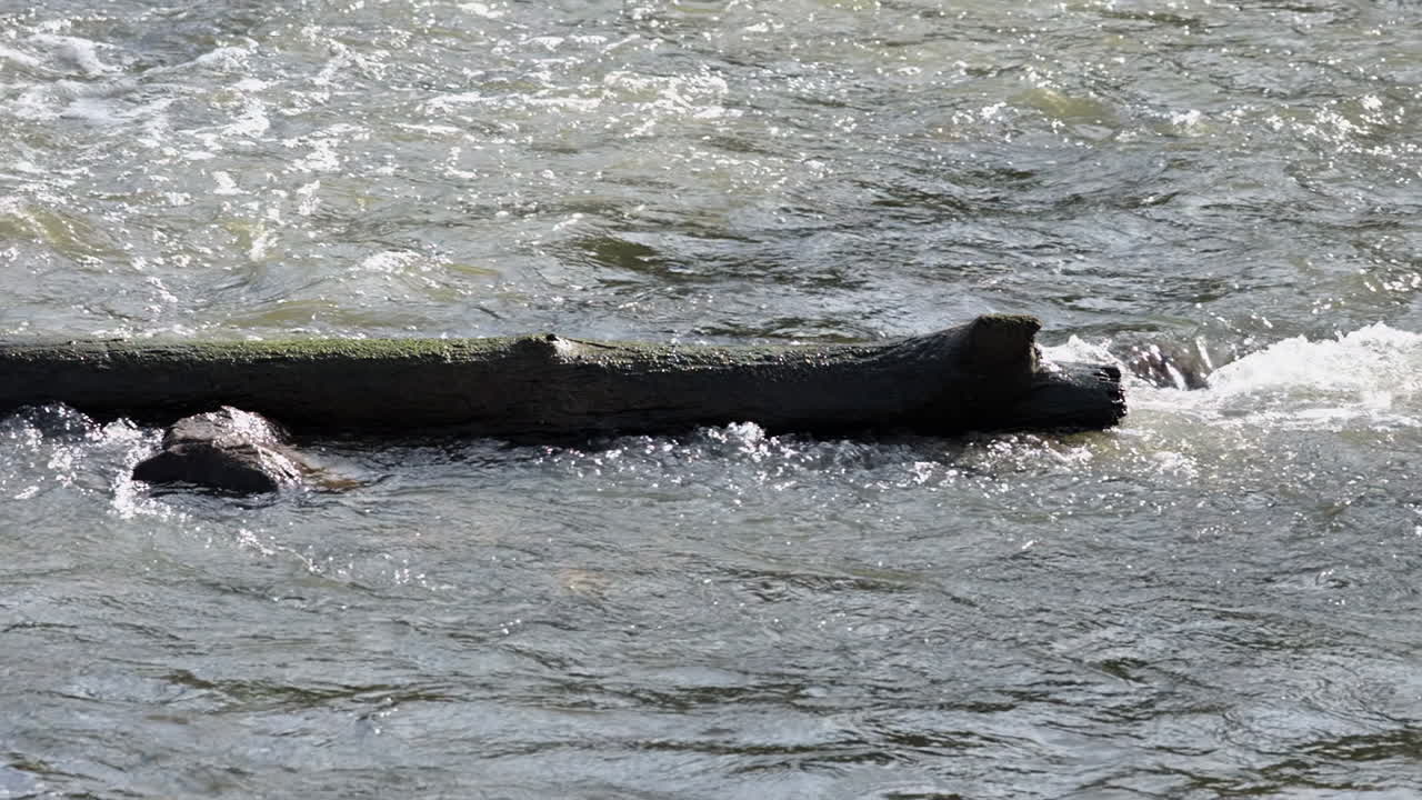 강물 - 클로즈업 뷰 4