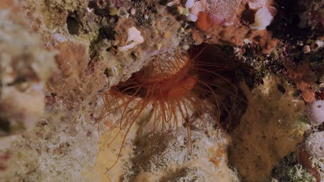 electric disco clam, ctenoides ales on a tropical coral reef in micronesia