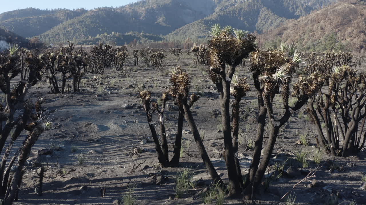 Landscape with Burnt Yucca Trees After Wildfire
