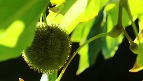 close-up of fruit on tree