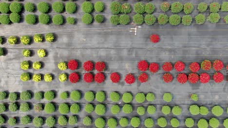 Toma-Aérea,-El-Dron-Desciende-Sobre-Las-Madres-Florecientes,-Intrincado-Sistema-De-Riego-Por-Goteo