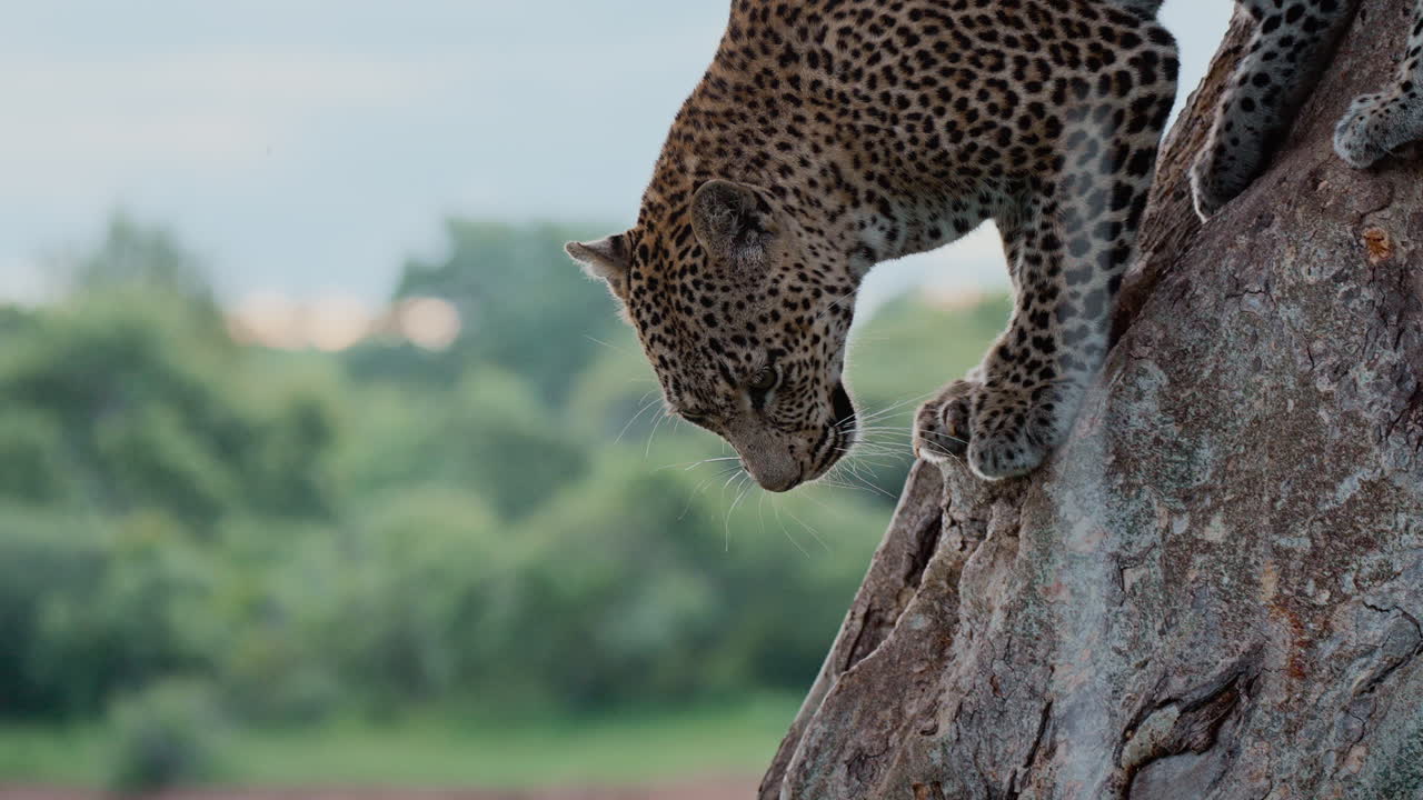 Leopard Climbing a Tree in the Savanna