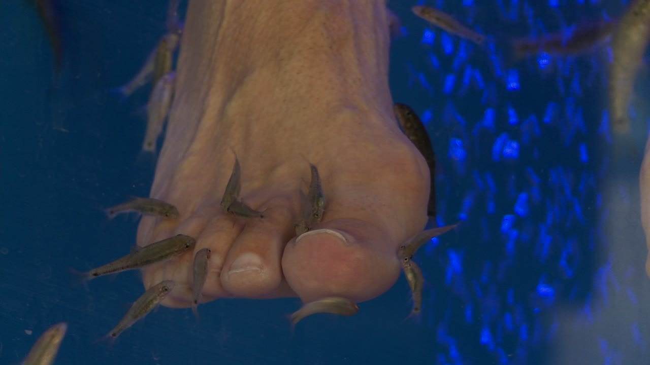 그리스의 피시 스파에서 사람들의 발가락과 발을 조금씩 뜯어먹는 물고기 1