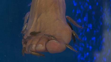 fish nibble away at peoples toes and feet at a fish spa in greece 1