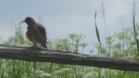 american robin perched on tree branch on hot summer day, plants and blue sky in background