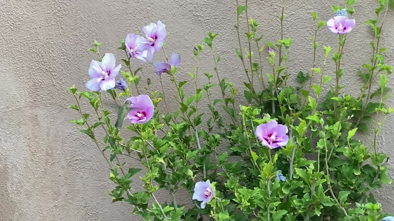 colibrí alimentándose de flores moradas, en un día soleado, vista estática
