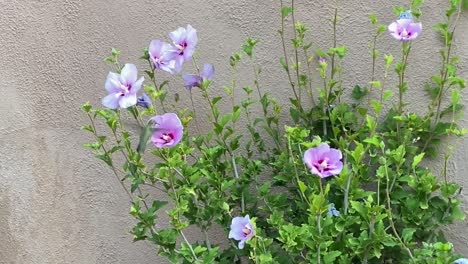 hummingbird feeding on purple flowers, on a sunny day, static view