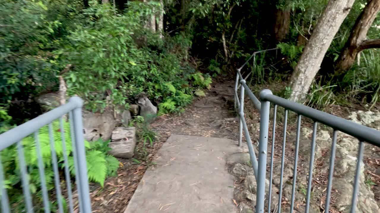 paseo de madera a través de un paisaje de bosque exuberante