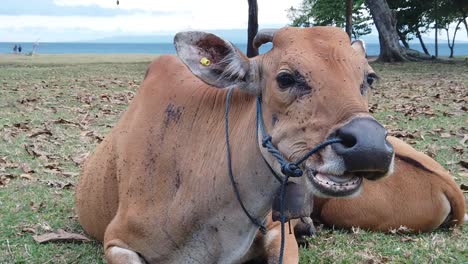 bali cattle chews and lays on beautiful sea meadow grass of indonesia saba beach in gianyar southeast asia, grazing animal, flies on her fur