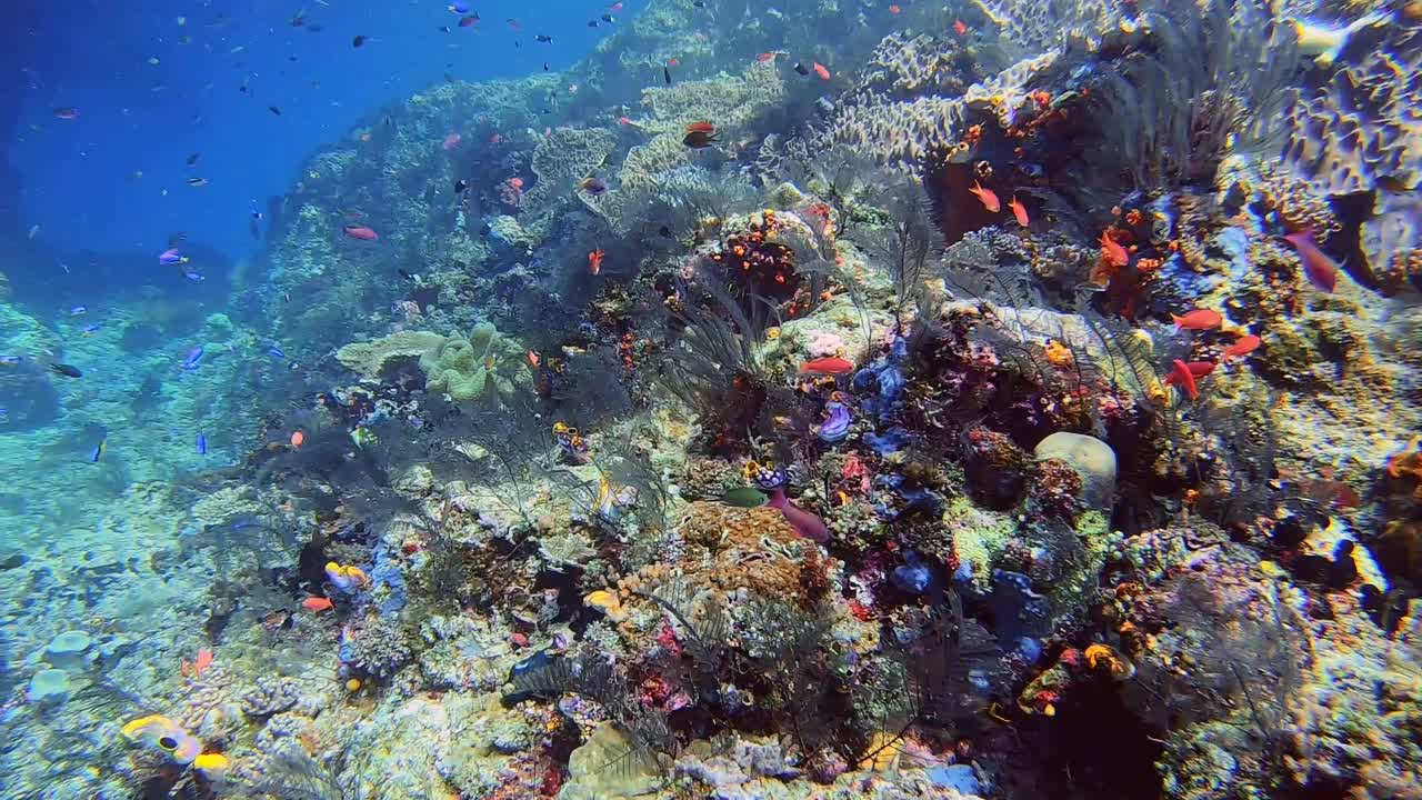 buceo sobre arrecifes coloridos con un arco de roca en el fondo