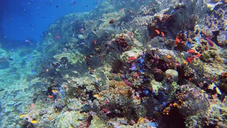 Scuba-diving-over-colorful-reef-with-a-rock-arch-in-the-background