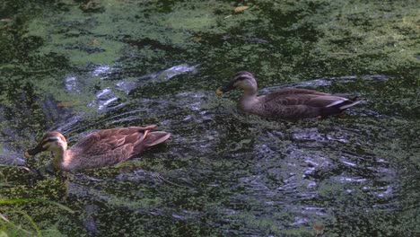 It-is-very-common-to-see-many-pairs-of-ducks-walking-in-the-summer-in-Shakujii-Park-in-Tokyo,-Japan