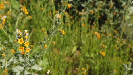 estrecha profundidad del campo tallo de cabeza de violín en flor con múltiples plantas y vegetación en el fondo, apache wash, trailhead, preservación de sonoran, phoenix, arizona, espacio de copia