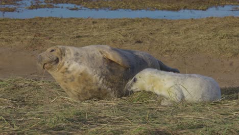 Temporada-De-Cría-De-Focas-Grises-Atlánticas,-Cachorros-Recién-Nacidos-Con-Pelaje-Blanco,-Madres-Cuidando-Y-Uniéndose-Bajo-El-Cálido-Sol-De-La-Tarde-De-Noviembre