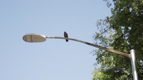 Lone-Bird-Sits-on-Top-of-Light-Pole-in-a-Park,-Medium-Shot,-Slow-Motion