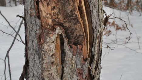 cracked tree bark in winter time in the forest.
