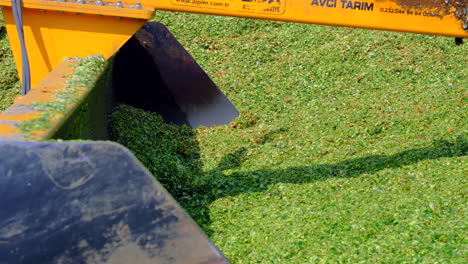 corn silage is made with a tractor close up