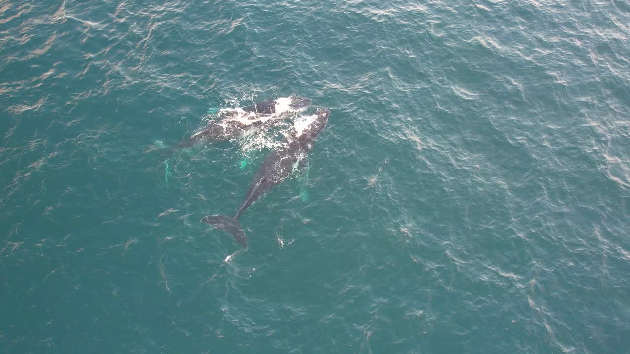 Aerial View Of Humpback Whales Swimming In The Blue Sea In Daytime