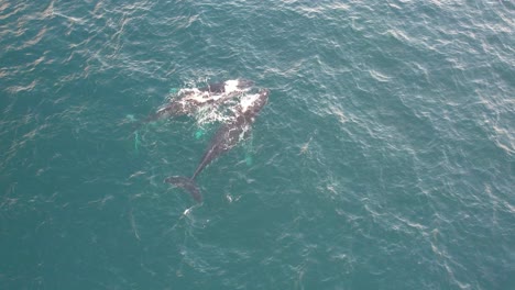 vista aérea de ballenas jorobadas nadando en el mar azul durante el día
