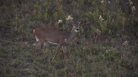antlerless whitetail deer eating in a grassy meadow