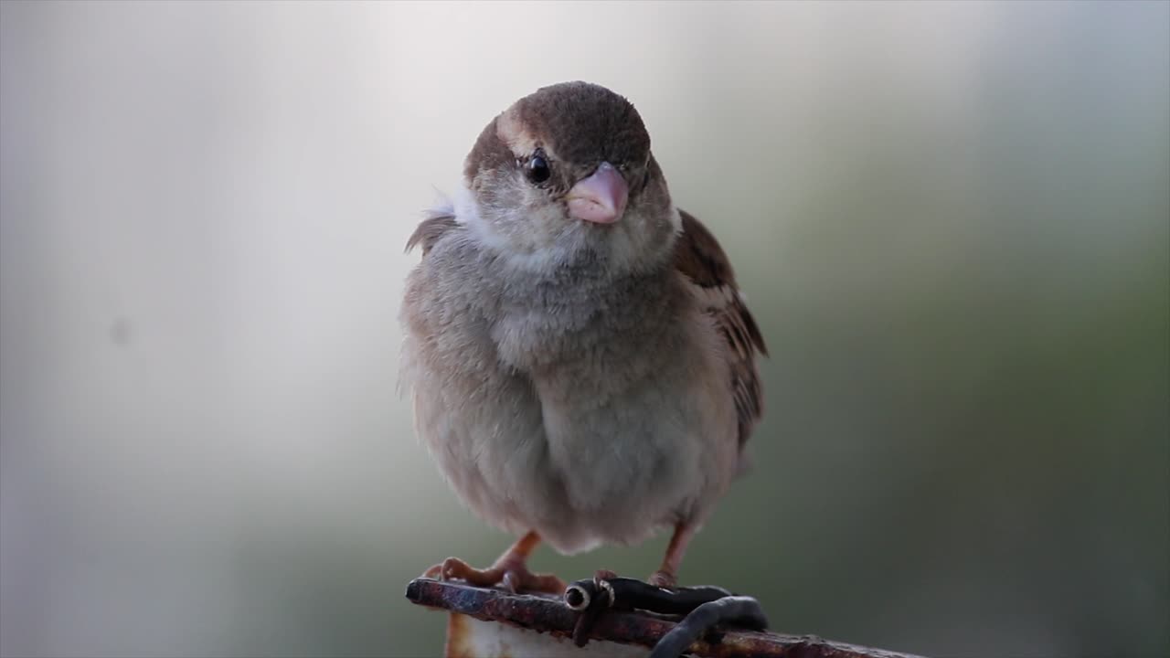 Cute sparrow bird resting on rusty metal in soft light. peaceful wildlife moment perfect for nature, urban wildlife, conservation and birdwatching stock footage. ideal for peaceful background scenes.
