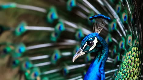 vibrant close-up of peacock feathers